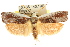  (Cryptophasa russata - CCDB-15751-B07)  @15 [ ] CreativeCommons - Attribution (2011) ANIC/CBG Photography Group Centre for Biodiversity Genomics