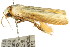  ( - CCDB-15751-B11)  @12 [ ] CreativeCommons - Attribution (2011) ANIC/CBG Photography Group Centre for Biodiversity Genomics