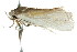  ( - CCDB-15751-C12)  @13 [ ] CreativeCommons - Attribution (2011) ANIC/CBG Photography Group Centre for Biodiversity Genomics