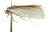  ( - CCDB-15751-D02)  @12 [ ] CreativeCommons - Attribution (2011) ANIC/CBG Photography Group Centre for Biodiversity Genomics
