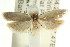  ( - CCDB-15751-G05)  @12 [ ] CreativeCommons - Attribution (2011) ANIC/CBG Photography Group Centre for Biodiversity Genomics