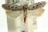  ( - CCDB-15751-G08)  @13 [ ] CreativeCommons - Attribution (2011) ANIC/CBG Photography Group Centre for Biodiversity Genomics