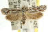  ( - CCDB-15751-H03)  @14 [ ] CreativeCommons - Attribution (2011) ANIC/CBG Photography Group Centre for Biodiversity Genomics