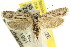  ( - CCDB-15751-H05)  @14 [ ] CreativeCommons - Attribution (2011) ANIC/CBG Photography Group Centre for Biodiversity Genomics