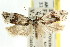  ( - CCDB-15752-D06)  @11 [ ] CreativeCommons - Attribution (2011) ANIC/CBG Photography Group Centre for Biodiversity Genomics