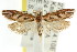  ( - CCDB-15753-B10)  @13 [ ] CreativeCommons - Attribution (2011) ANIC/CBG Photography Group Centre for Biodiversity Genomics