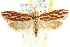  ( - CCDB-15753-B12)  @13 [ ] CreativeCommons - Attribution (2011) ANIC/CBG Photography Group Centre for Biodiversity Genomics