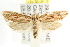  ( - CCDB-15753-C01)  @12 [ ] CreativeCommons - Attribution (2011) ANIC/CBG Photography Group Centre for Biodiversity Genomics