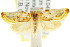  ( - CCDB-15753-C08)  @11 [ ] CreativeCommons - Attribution (2011) ANIC/CBG Photography Group Centre for Biodiversity Genomics