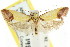  ( - CCDB-15753-E01)  @13 [ ] CreativeCommons - Attribution (2011) ANIC/CBG Photography Group Centre for Biodiversity Genomics