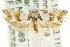  (Crepidosceles glycydora - CCDB-15753-E07)  @11 [ ] CreativeCommons - Attribution (2011) ANIC/CBG Photography Group Centre for Biodiversity Genomics