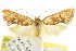  ( - CCDB-15753-F01)  @11 [ ] CreativeCommons - Attribution (2011) ANIC/CBG Photography Group Centre for Biodiversity Genomics
