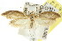  (Lepidotarsa sp. ANIC5 - CCDB-15753-H08)  @11 [ ] CreativeCommons - Attribution (2011) ANIC/CBG Photography Group Centre for Biodiversity Genomics