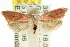  ( - CCDB-15754-A11)  @11 [ ] CreativeCommons - Attribution (2011) ANIC/CBG Photography Group Centre for Biodiversity Genomics