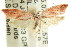  (Lepidotarsa sp. ANIC8 - CCDB-15754-A12)  @11 [ ] CreativeCommons - Attribution (2011) ANIC/CBG Photography Group Centre for Biodiversity Genomics