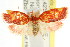  ( - CCDB-15754-D10)  @13 [ ] CreativeCommons - Attribution (2011) ANIC/CBG Photography Group Centre for Biodiversity Genomics