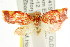  ( - CCDB-15754-D11)  @11 [ ] CreativeCommons - Attribution (2011) ANIC/CBG Photography Group Centre for Biodiversity Genomics
