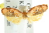  ( - CCDB-15755-F01)  @11 [ ] CreativeCommons - Attribution (2011) ANIC/CBG Photography Group Centre for Biodiversity Genomics