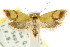  ( - CCDB-15756-D04)  @11 [ ] CreativeCommons - Attribution (2011) ANIC/CBG Photography Group Centre for Biodiversity Genomics