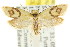  (Plectobela personata - CCDB-15756-D10)  @11 [ ] CreativeCommons - Attribution (2011) ANIC/CBG Photography Group Centre for Biodiversity Genomics
