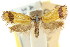  (Plectobela stereosema - CCDB-15756-E05)  @11 [ ] CreativeCommons - Attribution (2011) ANIC/CBG Photography Group Centre for Biodiversity Genomics