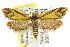  ( - CCDB-15756-E11)  @11 [ ] CreativeCommons - Attribution (2011) ANIC/CBG Photography Group Centre for Biodiversity Genomics