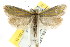  ( - CCDB-15756-F01)  @12 [ ] CreativeCommons - Attribution (2011) ANIC/CBG Photography Group Centre for Biodiversity Genomics