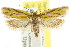  ( - CCDB-15756-F03)  @11 [ ] CreativeCommons - Attribution (2011) ANIC/CBG Photography Group Centre for Biodiversity Genomics