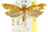  ( - CCDB-15756-F04)  @12 [ ] CreativeCommons - Attribution (2011) ANIC/CBG Photography Group Centre for Biodiversity Genomics