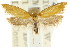  ( - CCDB-15756-F05)  @11 [ ] CreativeCommons - Attribution (2011) ANIC/CBG Photography Group Centre for Biodiversity Genomics