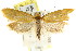  ( - CCDB-15756-F09)  @13 [ ] CreativeCommons - Attribution (2011) ANIC/CBG Photography Group Centre for Biodiversity Genomics