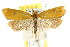  ( - CCDB-15756-F11)  @14 [ ] CreativeCommons - Attribution (2011) ANIC/CBG Photography Group Centre for Biodiversity Genomics