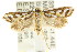  ( - CCDB-15756-G02)  @11 [ ] CreativeCommons - Attribution (2011) ANIC/CBG Photography Group Centre for Biodiversity Genomics