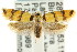  ( - CCDB-15757-A02)  @11 [ ] CreativeCommons - Attribution (2011) ANIC/CBG Photography Group Centre for Biodiversity Genomics