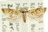  ( - CCDB-15757-B08)  @11 [ ] CreativeCommons - Attribution (2011) ANIC/CBG Photography Group Centre for Biodiversity Genomics