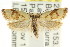  ( - CCDB-15757-B09)  @11 [ ] CreativeCommons - Attribution (2011) ANIC/CBG Photography Group Centre for Biodiversity Genomics