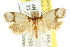  ( - CCDB-15757-H03)  @11 [ ] CreativeCommons - Attribution (2011) ANIC/CBG Photography Group Centre for Biodiversity Genomics