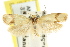  ( - CCDB-15757-H04)  @11 [ ] CreativeCommons - Attribution (2011) ANIC/CBG Photography Group Centre for Biodiversity Genomics