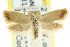  ( - CCDB-15758-A08)  @11 [ ] CreativeCommons - Attribution (2011) ANIC/CBG Photography Group Centre for Biodiversity Genomics