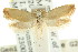  ( - CCDB-15758-A09)  @11 [ ] CreativeCommons - Attribution (2011) ANIC/CBG Photography Group Centre for Biodiversity Genomics