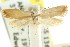  ( - CCDB-15758-A11)  @11 [ ] CreativeCommons - Attribution (2011) ANIC/CBG Photography Group Centre for Biodiversity Genomics