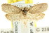  ( - CCDB-15758-A12)  @11 [ ] CreativeCommons - Attribution (2011) ANIC/CBG Photography Group Centre for Biodiversity Genomics