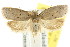  ( - CCDB-15758-B02)  @15 [ ] CreativeCommons - Attribution (2011) ANIC/CBG Photography Group Centre for Biodiversity Genomics