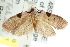  ( - CCDB-15758-E03)  @12 [ ] CreativeCommons - Attribution (2011) ANIC/CBG Photography Group Centre for Biodiversity Genomics
