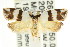  ( - CCDB-15758-G01)  @11 [ ] CreativeCommons - Attribution (2011) ANIC/CBG Photography Group Centre for Biodiversity Genomics