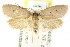  ( - CCDB-15760-B08)  @11 [ ] CreativeCommons - Attribution (2011) ANIC/CBG Photography Group Centre for Biodiversity Genomics
