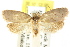  ( - CCDB-15760-B09)  @15 [ ] CreativeCommons - Attribution (2011) ANIC/CBG Photography Group Centre for Biodiversity Genomics