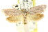  (Prodelaca - CCDB-15760-C09)  @15 [ ] CreativeCommons - Attribution (2011) ANIC/CBG Photography Group Centre for Biodiversity Genomics