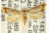  ( - CCDB-15760-G09)  @11 [ ] CreativeCommons - Attribution (2011) ANIC/CBG Photography Group Centre for Biodiversity Genomics