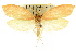  ( - CCDB-15762-F07)  @11 [ ] CreativeCommons - Attribution (2011) ANIC/CBG Photography Group Centre for Biodiversity Genomics